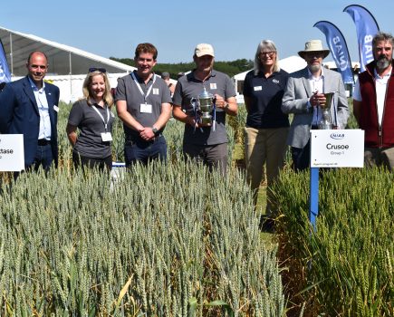 Winter wheats KWS Extase and Crusoe are NIAB winners