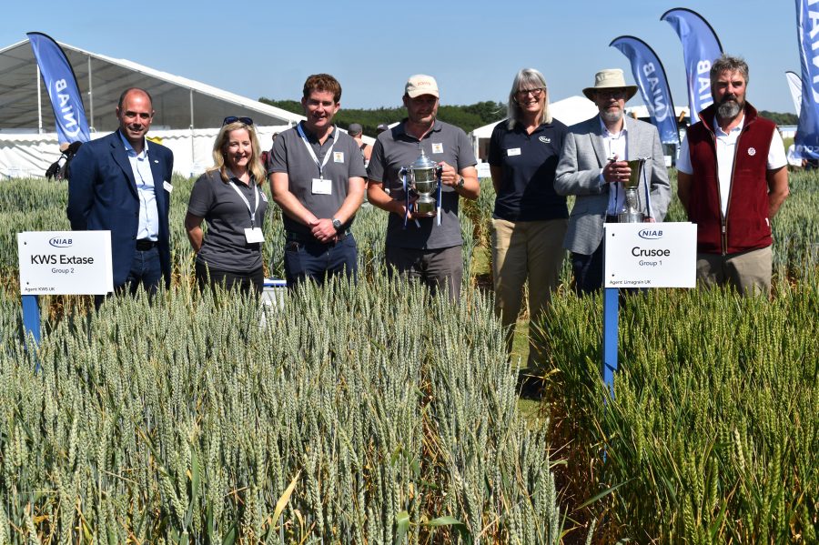 Winter wheats KWS Extase and Crusoe are NIAB winners