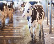 New welfare strategy launched by the UK dairy industry