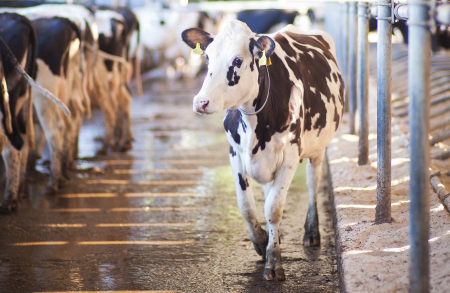 New welfare strategy launched by the UK dairy industry