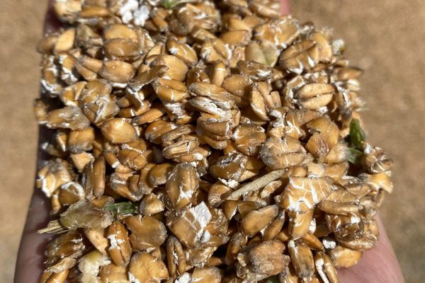 Bolster low quality forage with home grown concentrates