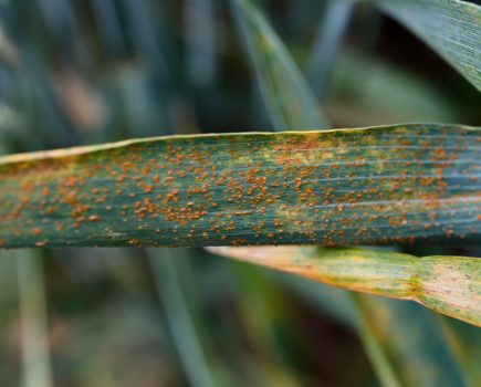 Call for wheat brown rust samples as population shift suspected