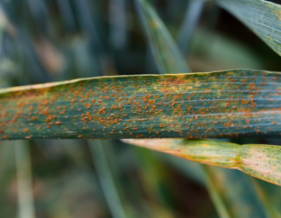 Call for wheat brown rust samples as population shift suspected