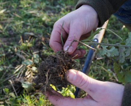 Healthy soil… what does that actually mean?