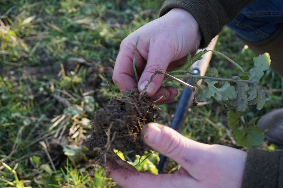 Healthy soil… what does that actually mean?