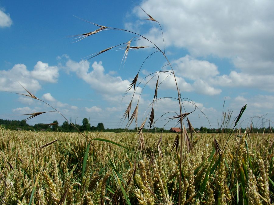 Managing higher grassweed burdens