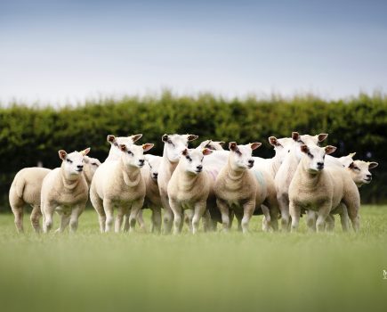 Breeding sheep for the  commercial market