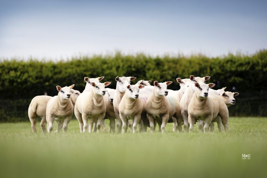 Breeding sheep for the  commercial market