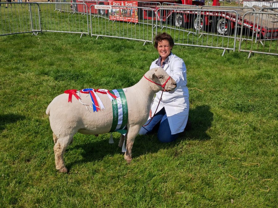 HEATHFIELD SHOW: Buzzing livestock area