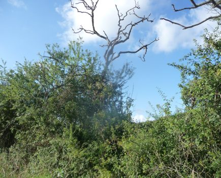 Nick Adames: Hawthorn trees suddenly died