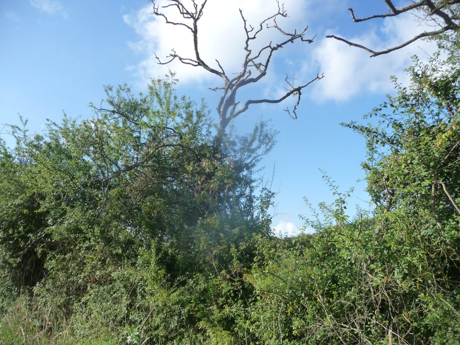 Nick Adames: Hawthorn trees suddenly died