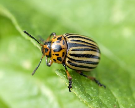 Colorado potato beetle larvae confirmed in Kent and Hampshire
