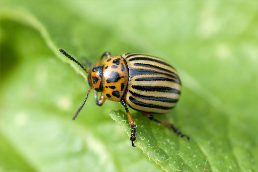 Colorado potato beetle larvae confirmed in Kent and Hampshire