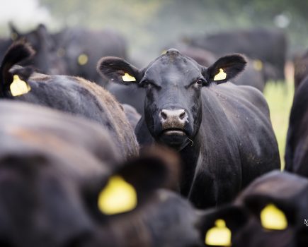 UK’s most popular cattle variety