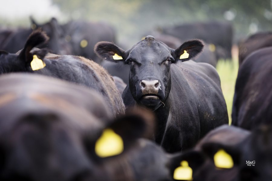 UK’s most popular cattle variety