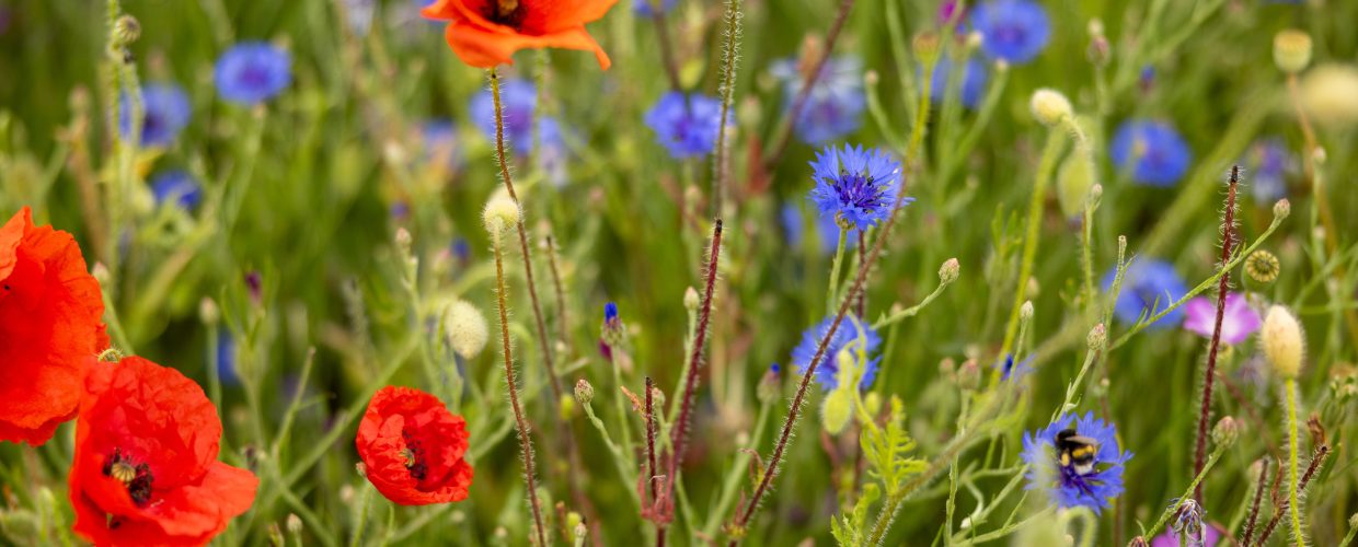 Is Regenerative Farming now mainstream?