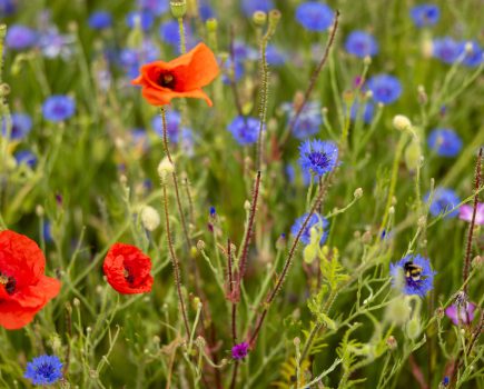 Is Regenerative Farming now mainstream?