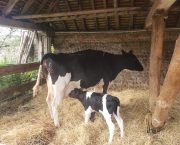 Measuring colostrum quality