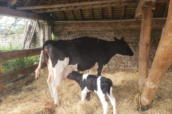Measuring colostrum quality