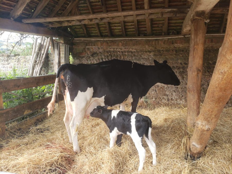 Measuring colostrum quality