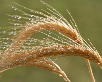 ELVED PHILLIPS: Harvest delayed by rain