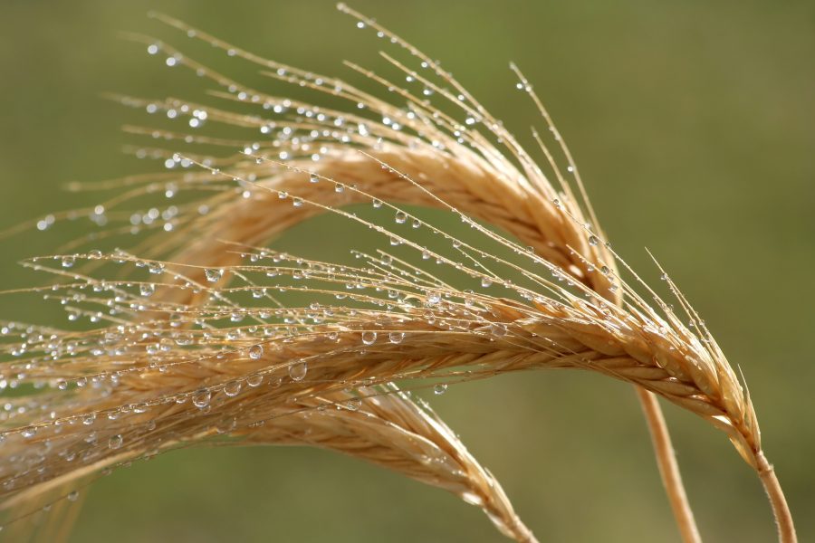 ELVED PHILLIPS: Harvest delayed by rain