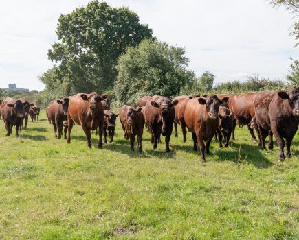 2023 Sussex Herd Competition