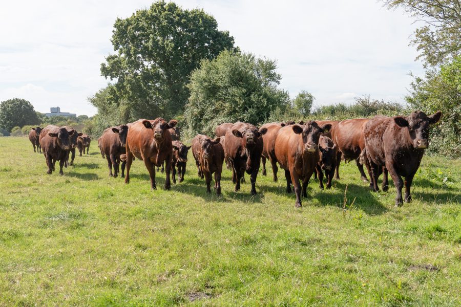 2023 Sussex Herd Competition