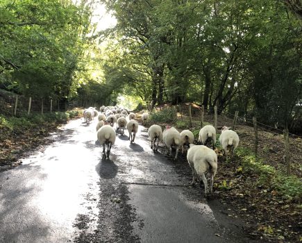 MONICA AKEHURST: My favourite type of shopping is ram buying