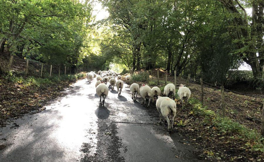 MONICA AKEHURST: My favourite type of shopping is ram buying