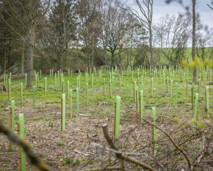 Funding Agroforestry – does it stack up?