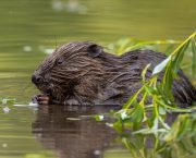 New resources to help farmers manage land with beavers 