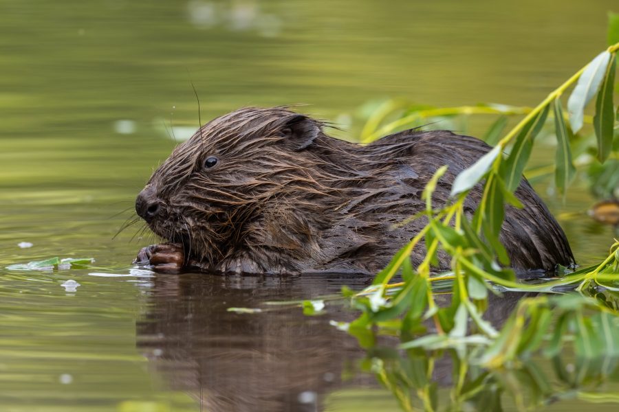 New resources to help farmers manage land with beavers 