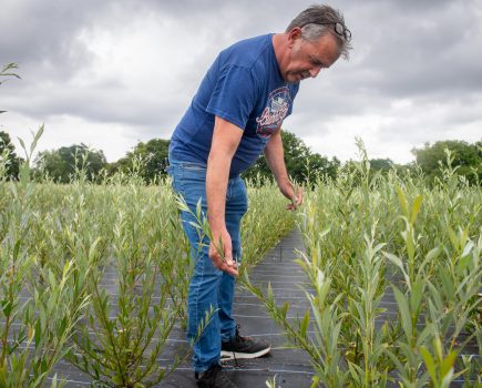 Kent willow on its journey to become bats for cricketing greats