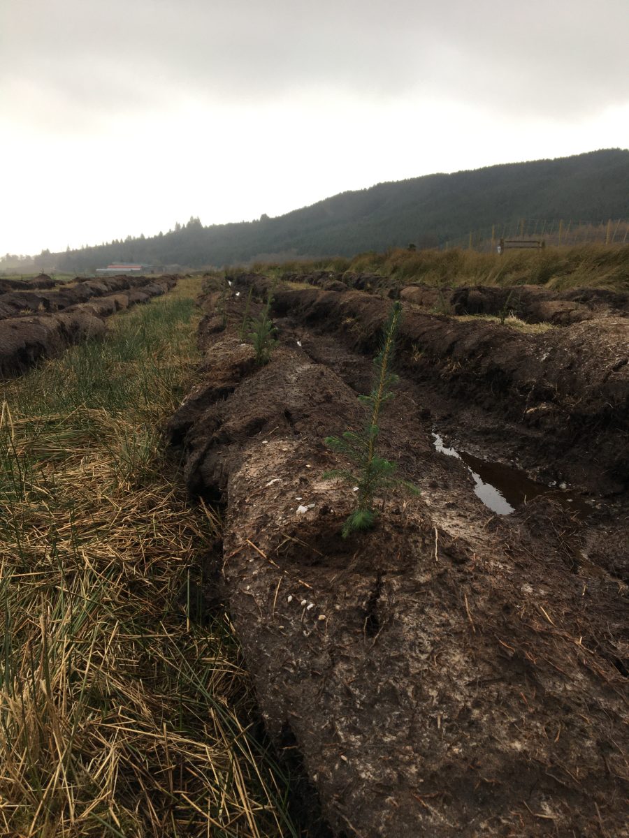 NICK ADAMES: All systems go for Carbon capture tree planting