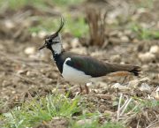 Fallow plots study aims to help more Lapwing chicks survive