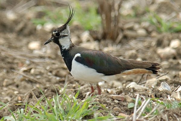 Fallow plots study aims to help more Lapwing chicks survive