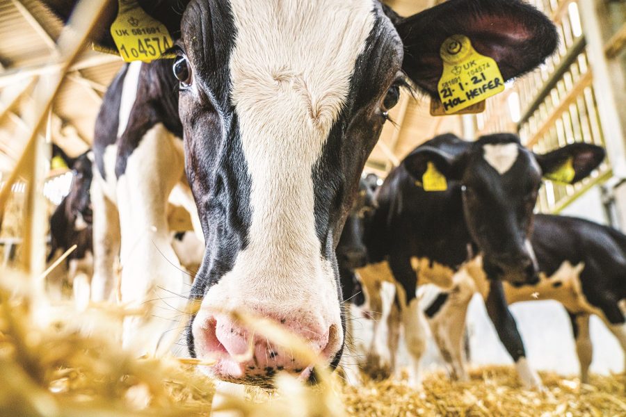 Digital dairy chain awards £2m to groundbreaking projects