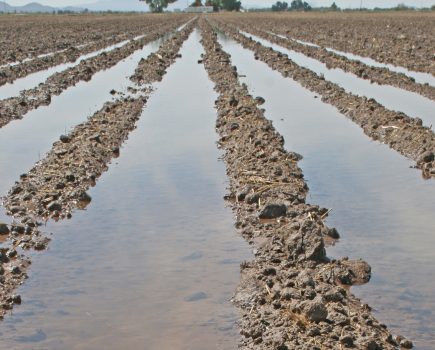 Build resilience in storm-ridden crops through nutrition