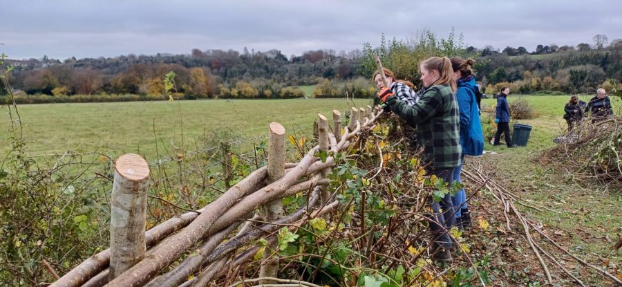 Planting begins for ‘Hampshire Hedge’ conservation project