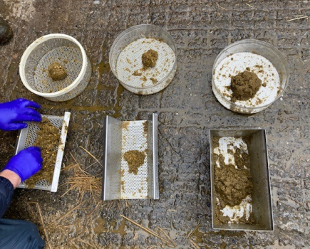 Focus on enhancing the palatability and nutritional quality of wet silages