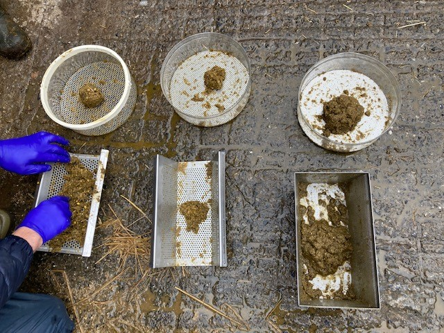 Focus on enhancing the palatability and nutritional quality of wet silages