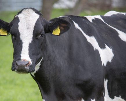 Dairy farmers with fertility issues in their herds encouraged to test for Q fever