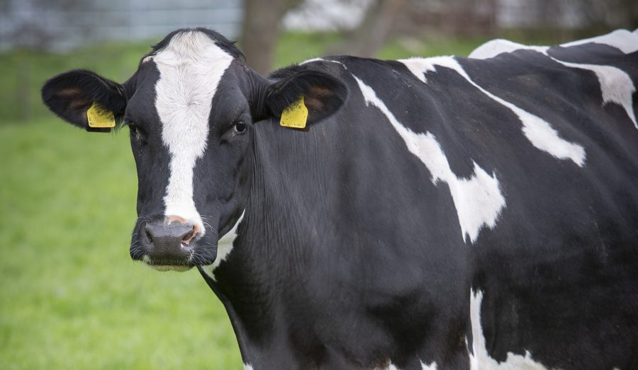 Dairy farmers with fertility issues in their herds encouraged to test for Q fever