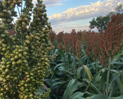 Growing Sorghum: A climate-smart option?