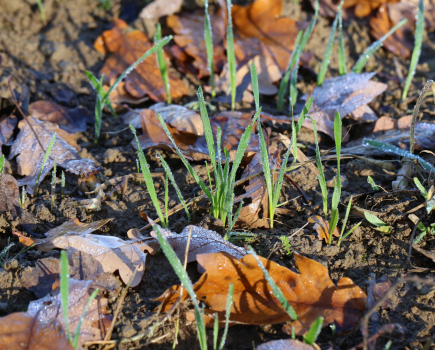 Overcoming challenges in waterlogged winter cereals