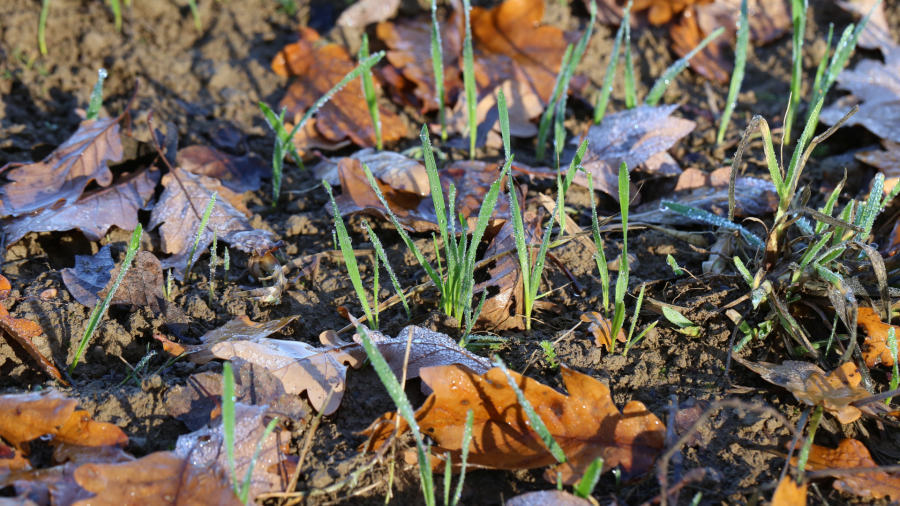 Overcoming challenges in waterlogged winter cereals