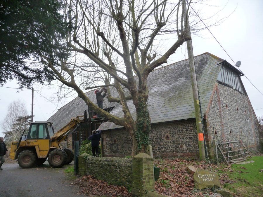 NICK ADAMES: Felling trees is land management