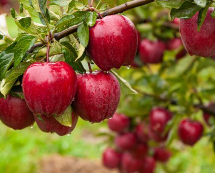 SARAH CALCUTT: Crisis facing fruit growers