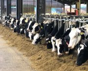 New Ketosis Risk Alert tool available to support dairy farmers